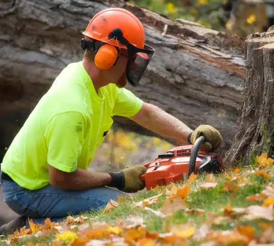 tree services Collings Lakes